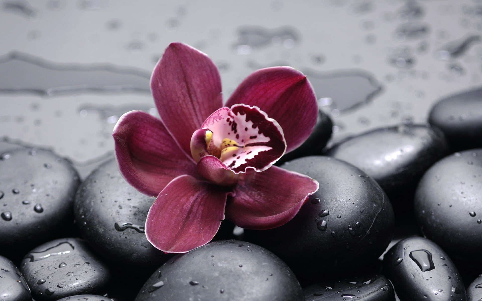 Unabellissima Esposizione Di Orchidee Viola Vibranti