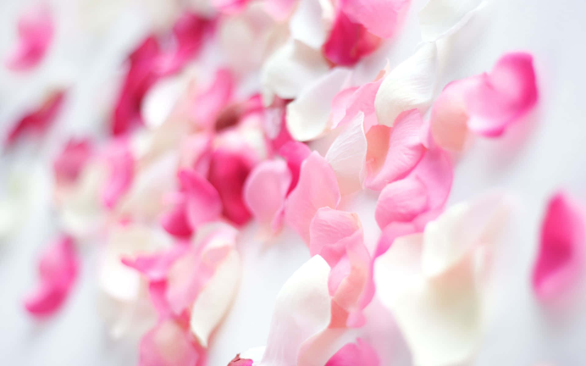 Rosaund Weiße Blütenblätter Auf Einem Weißen Hintergrund