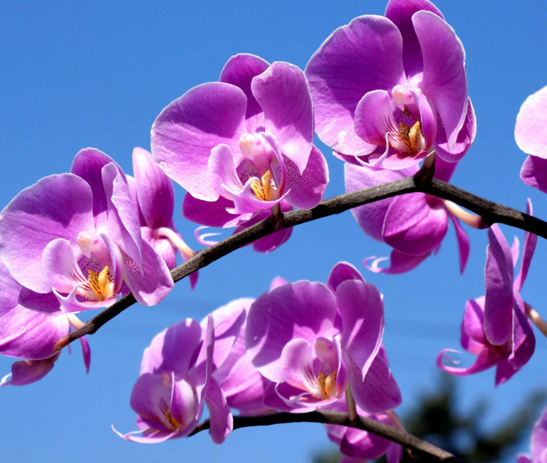 Blommanderosa Orkidé I Solskenet