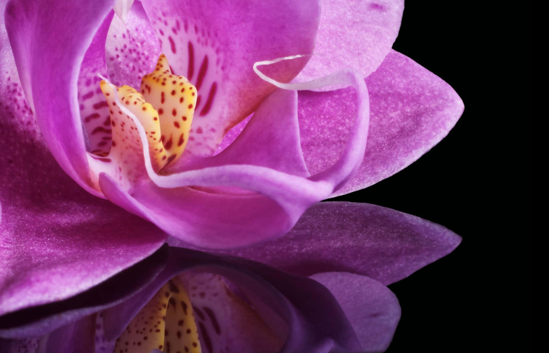 Enhelt Fantastiskt Vacker Orkidé I Sin Naturliga Miljö.