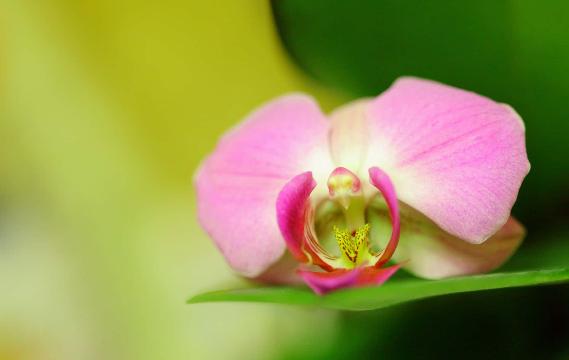 Enunderbar Samling Orkidéer.