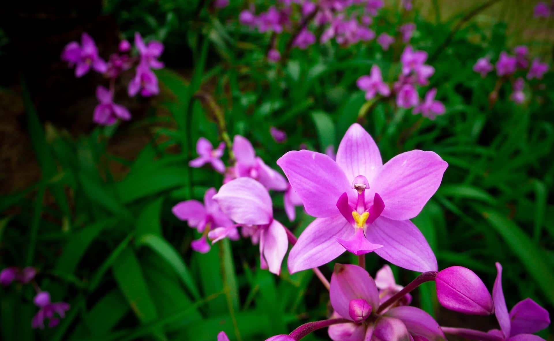Colorful Orchid Bouquet