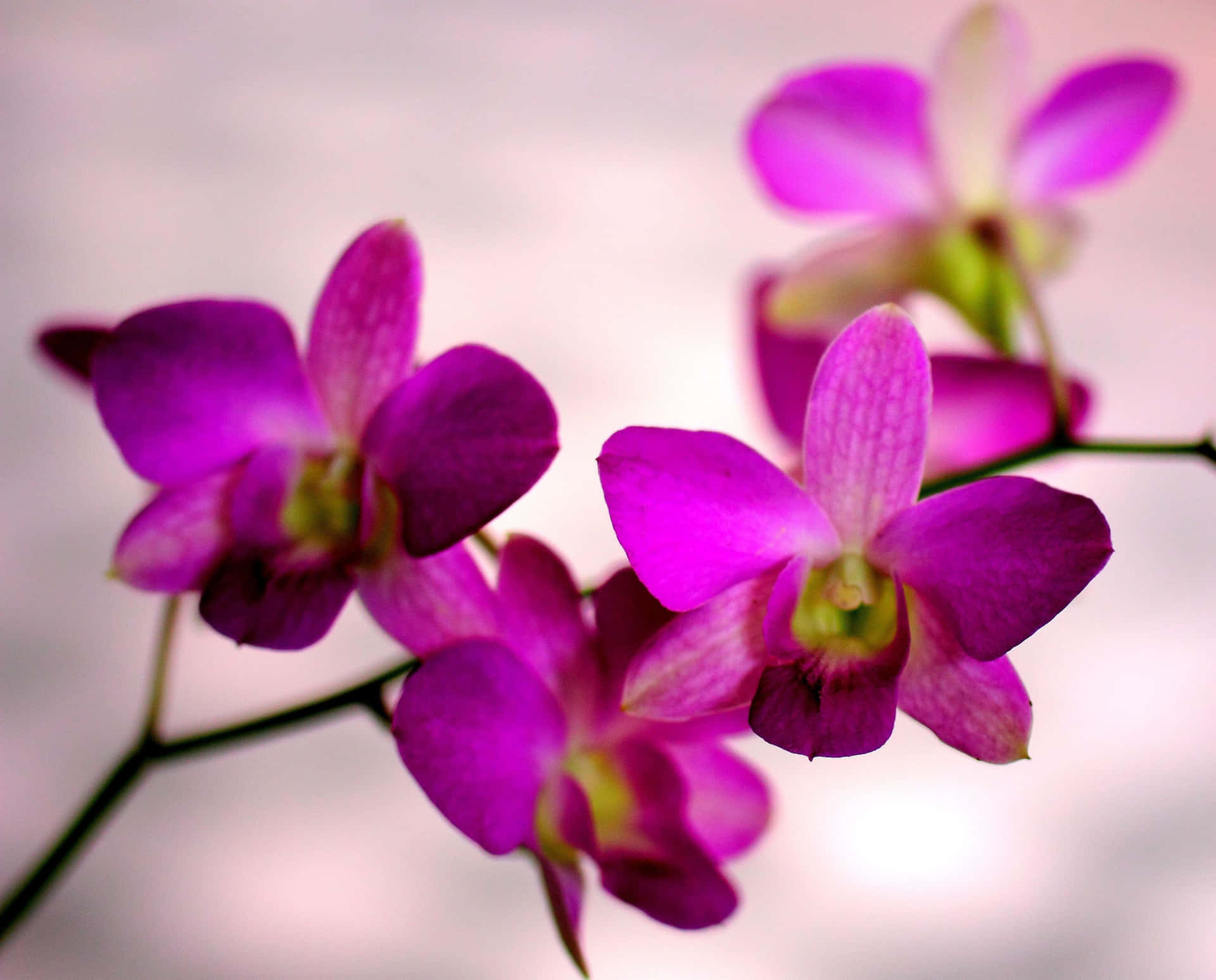 'unosplendido Primo Piano Di Un Fiore Di Orchidea.'