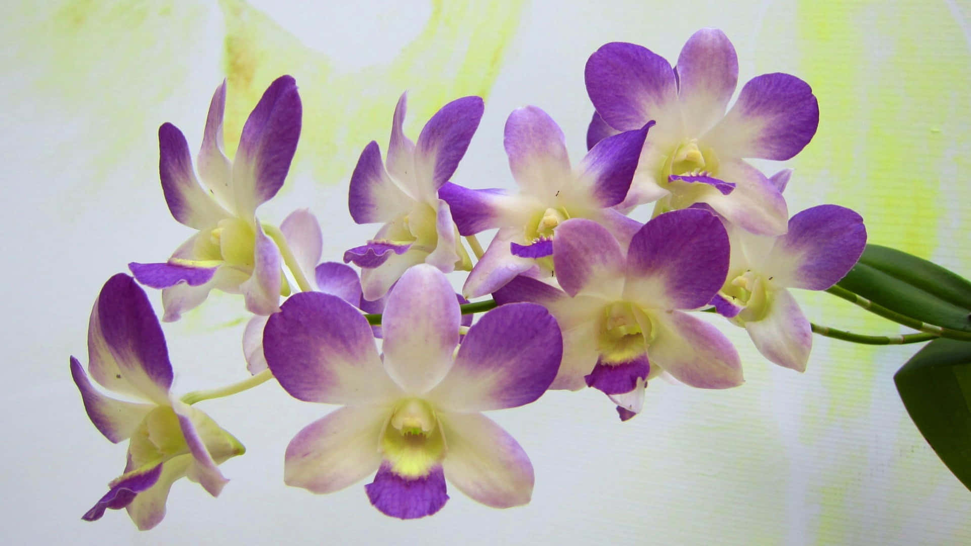 Purple Orchids In A Vase With A White Background