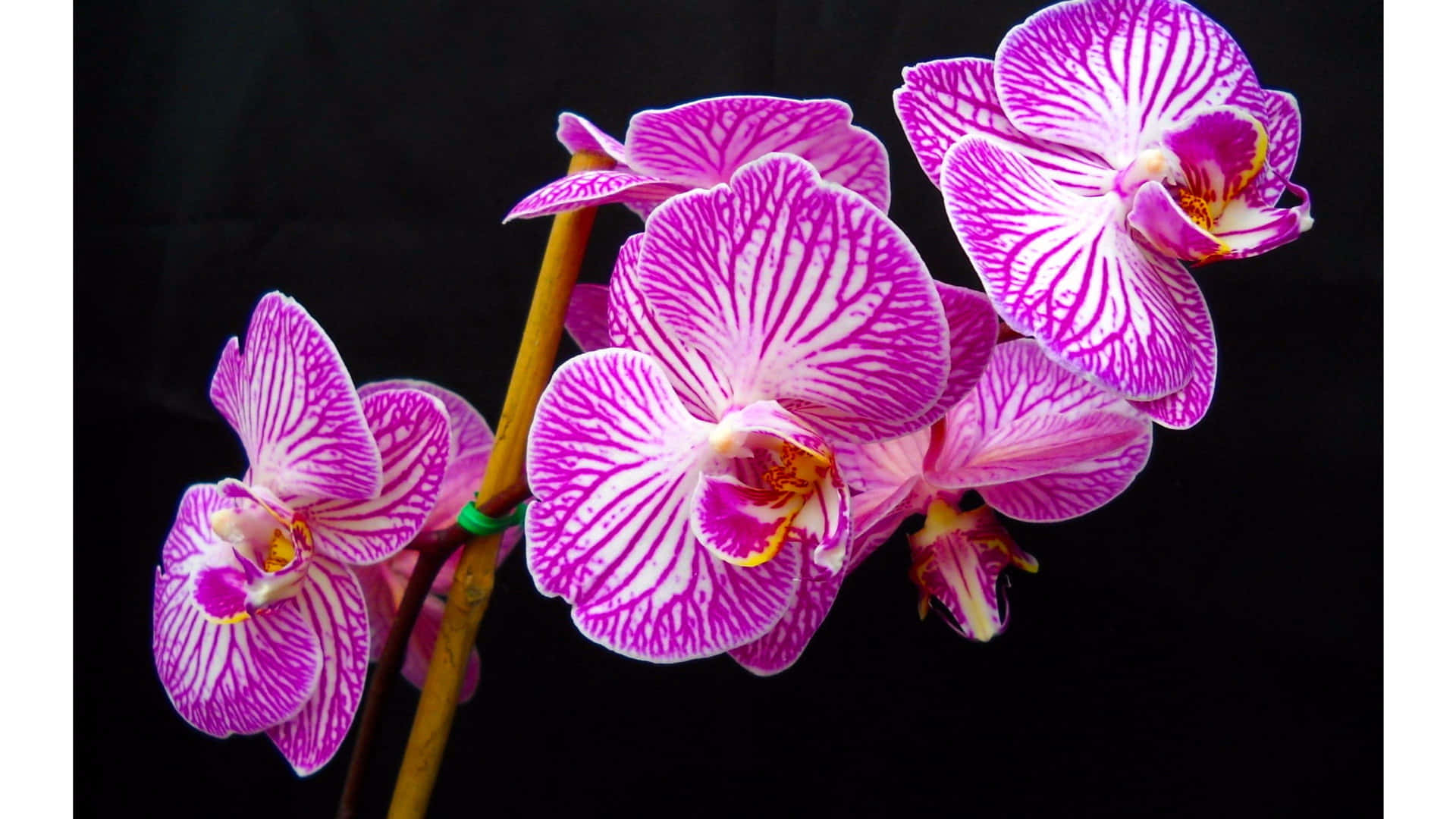 Eineviolette Orchidee