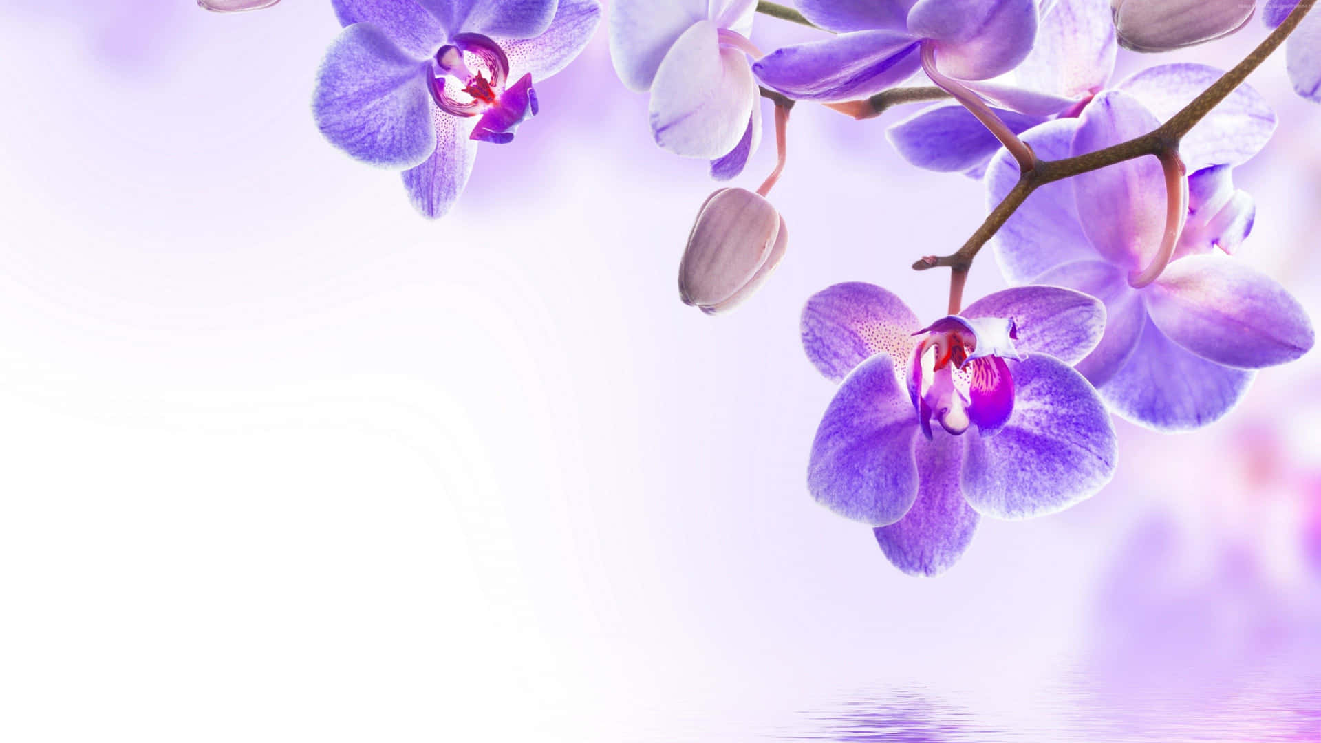 Naturensskönhet - En Bunt Doftande Orkidéer.