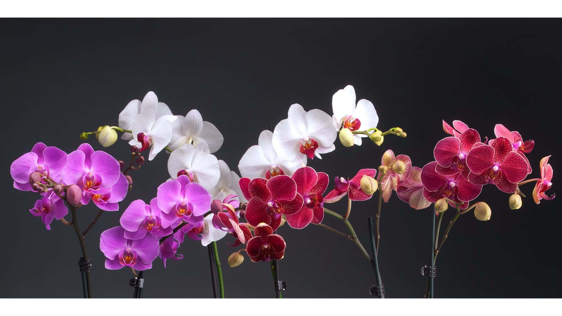 These majestic pink orchids look serene in their natural environment.