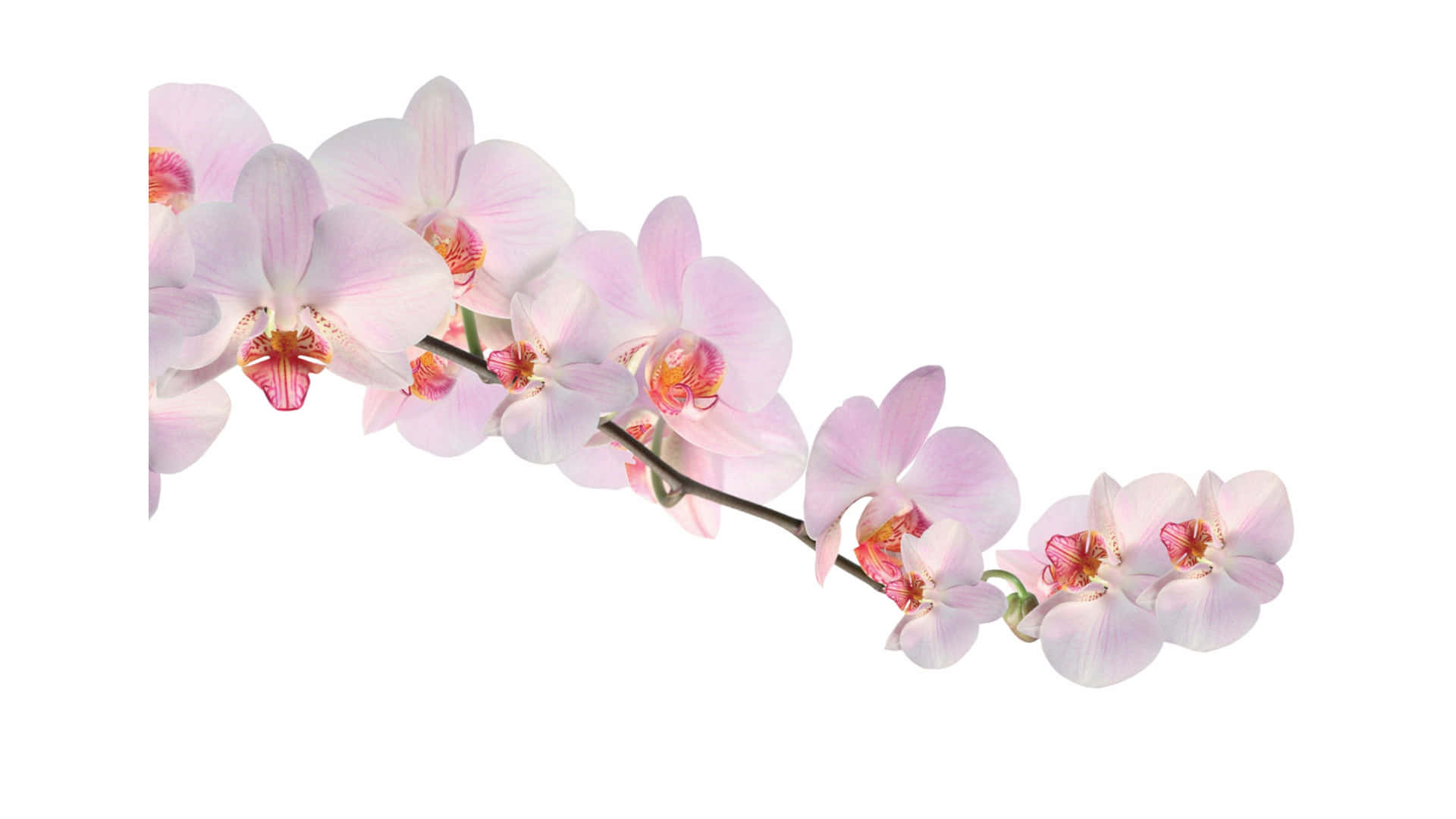 Pink Orchids On A White Background