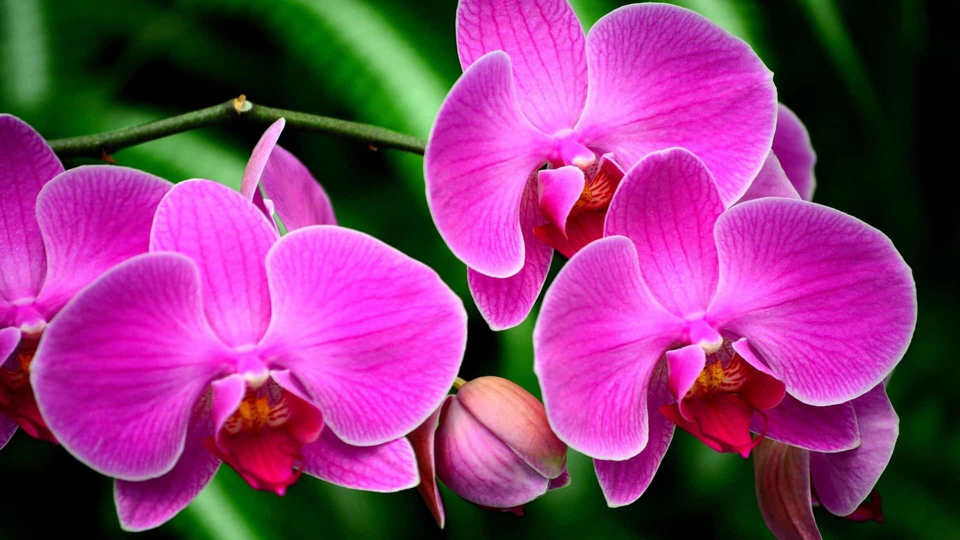 Colorful Orchids in Bloom