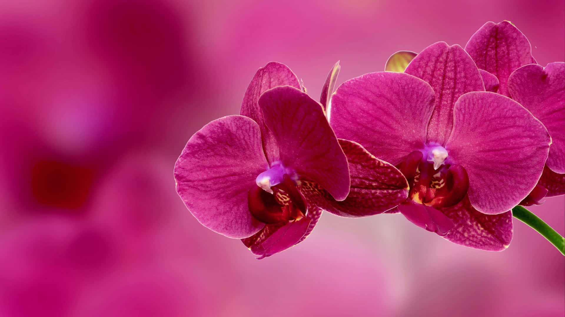The beauty of a rare pink orchid in full bloom