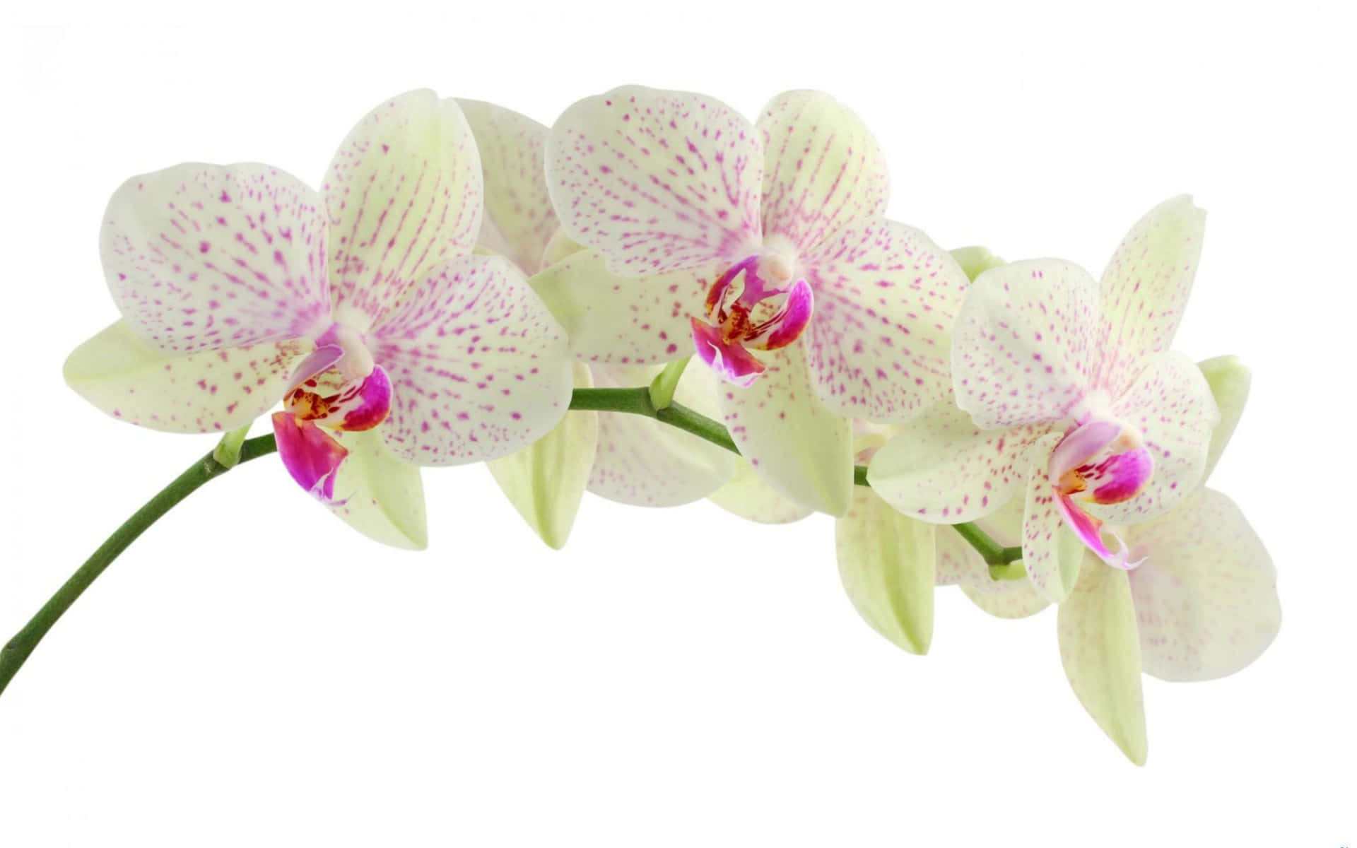 A Bouquet Of Pink Orchids