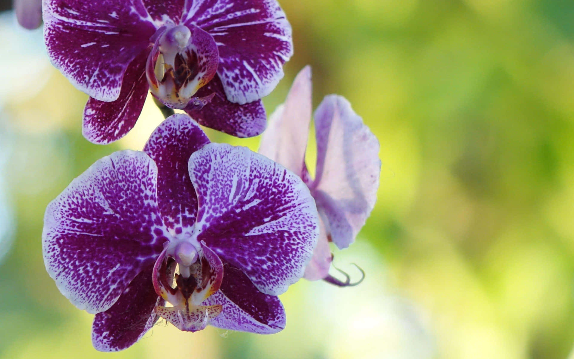Bildlebendiger Und Farbenfroher Orchideenstrauß