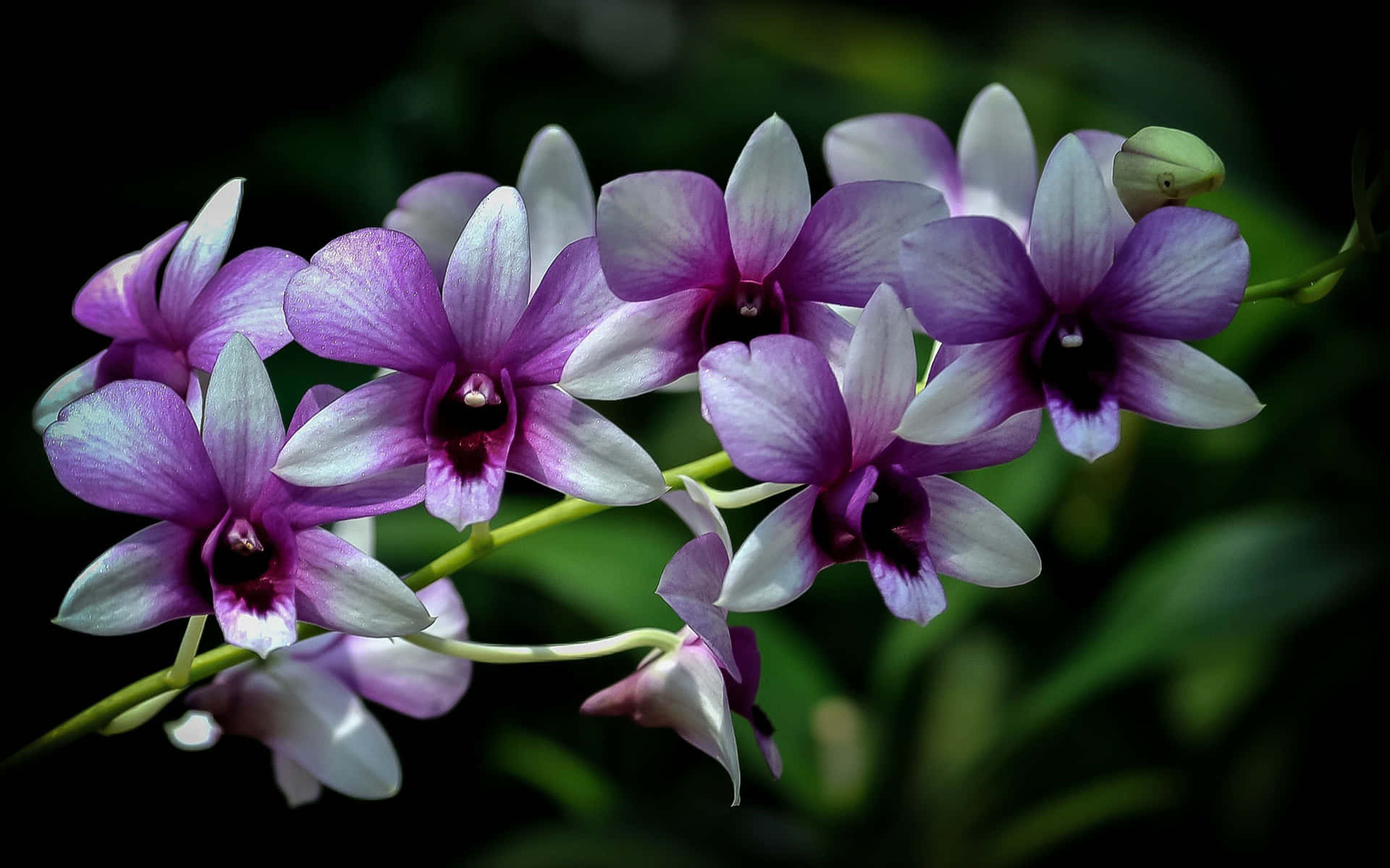 Purple Orchids On A Branch With Dark Background