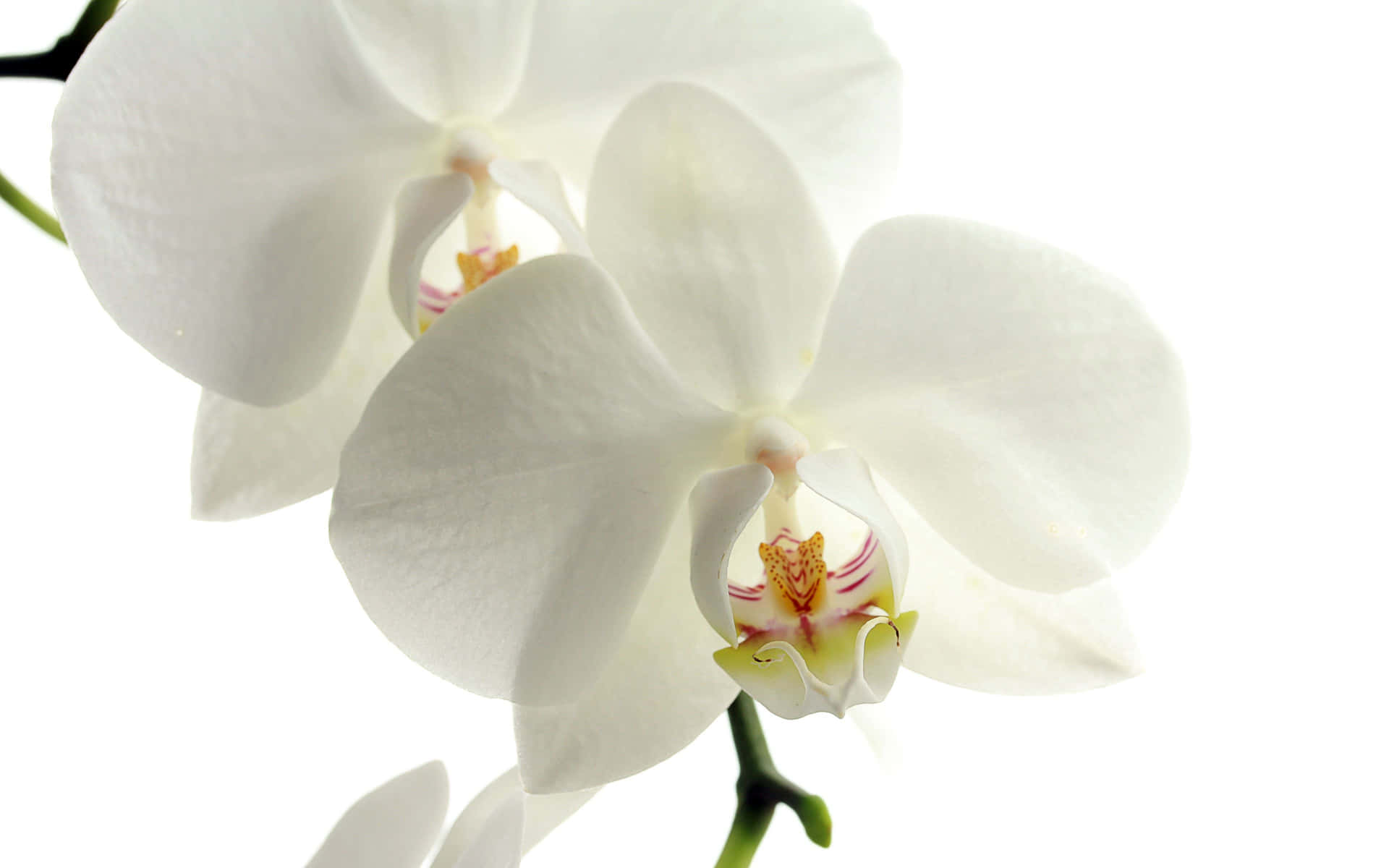 Nahaufnahmeeiner Vielzahl Bunter Orchideen