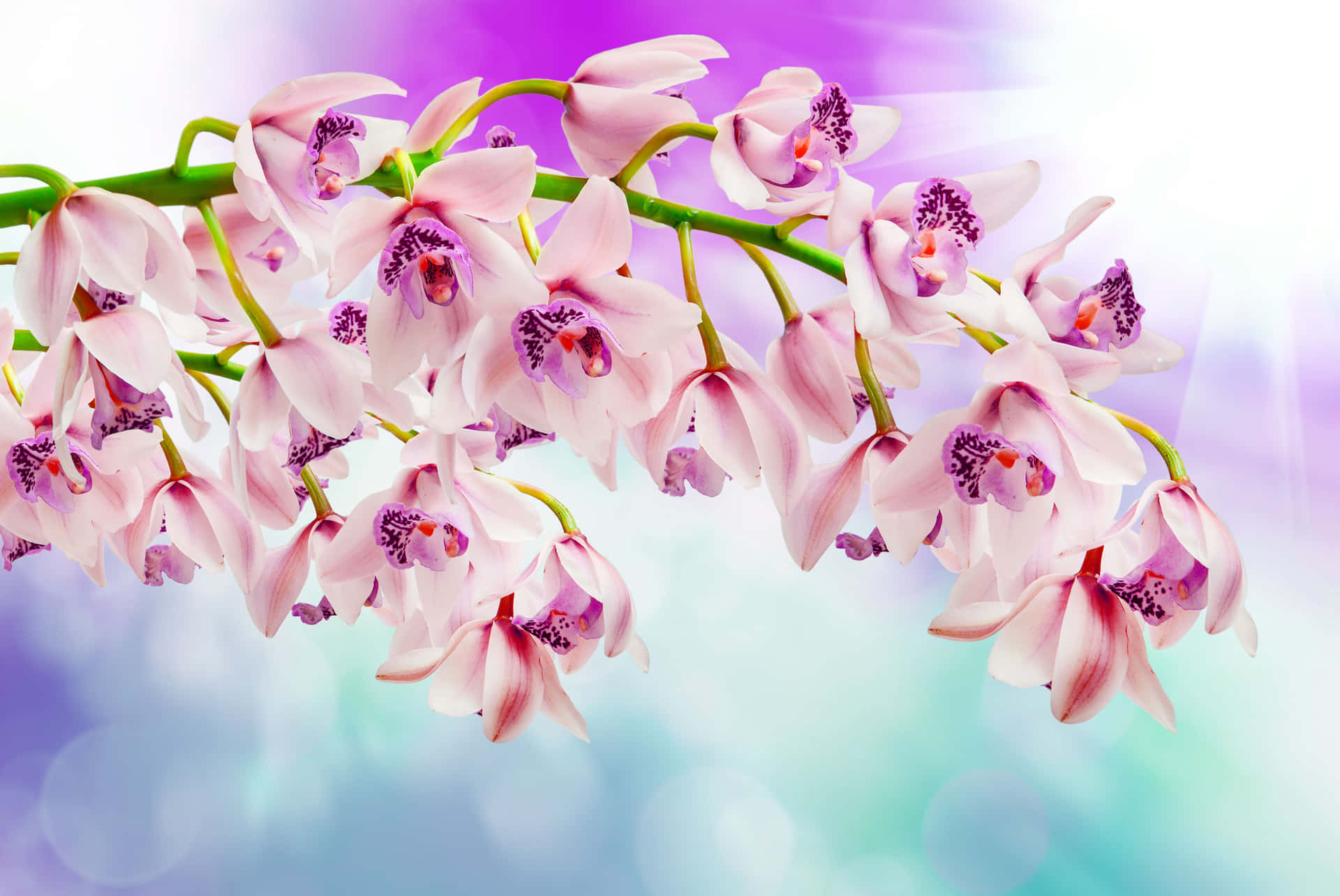 Skönhetenhos Vita Och Lila Orkidéer