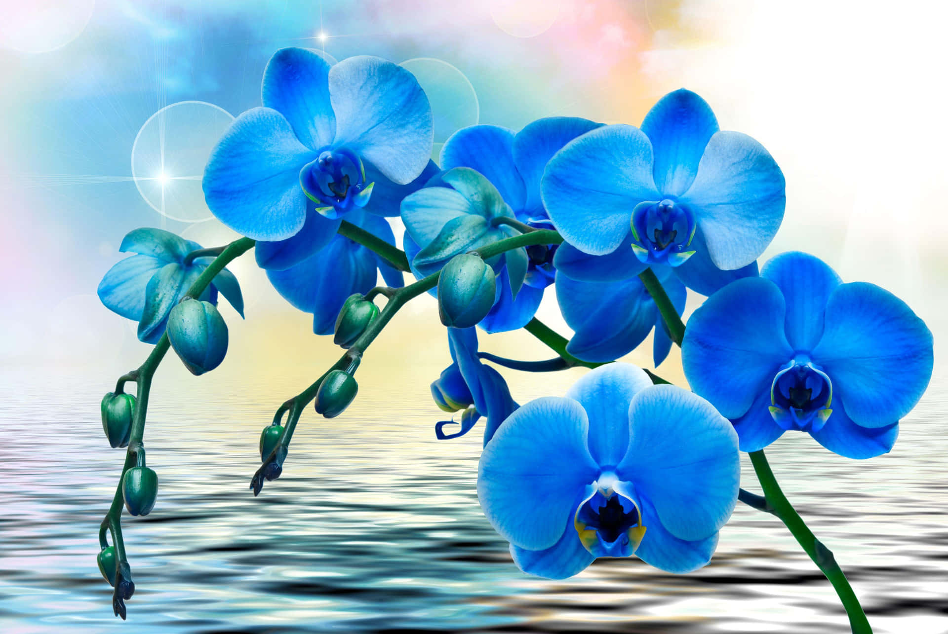 Dieseltene Schönheit Der Orchideen