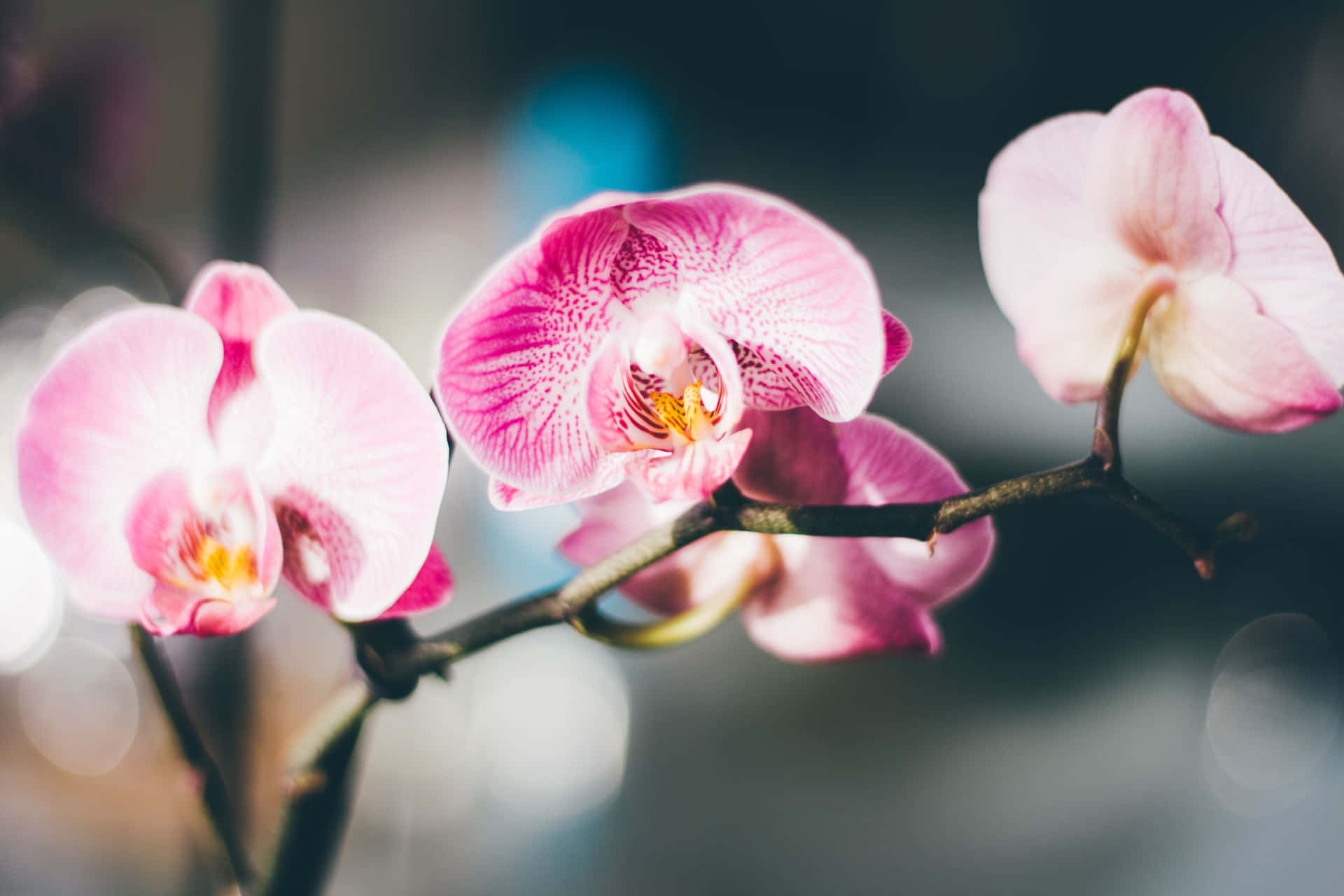 Pink Orchids On A Branch