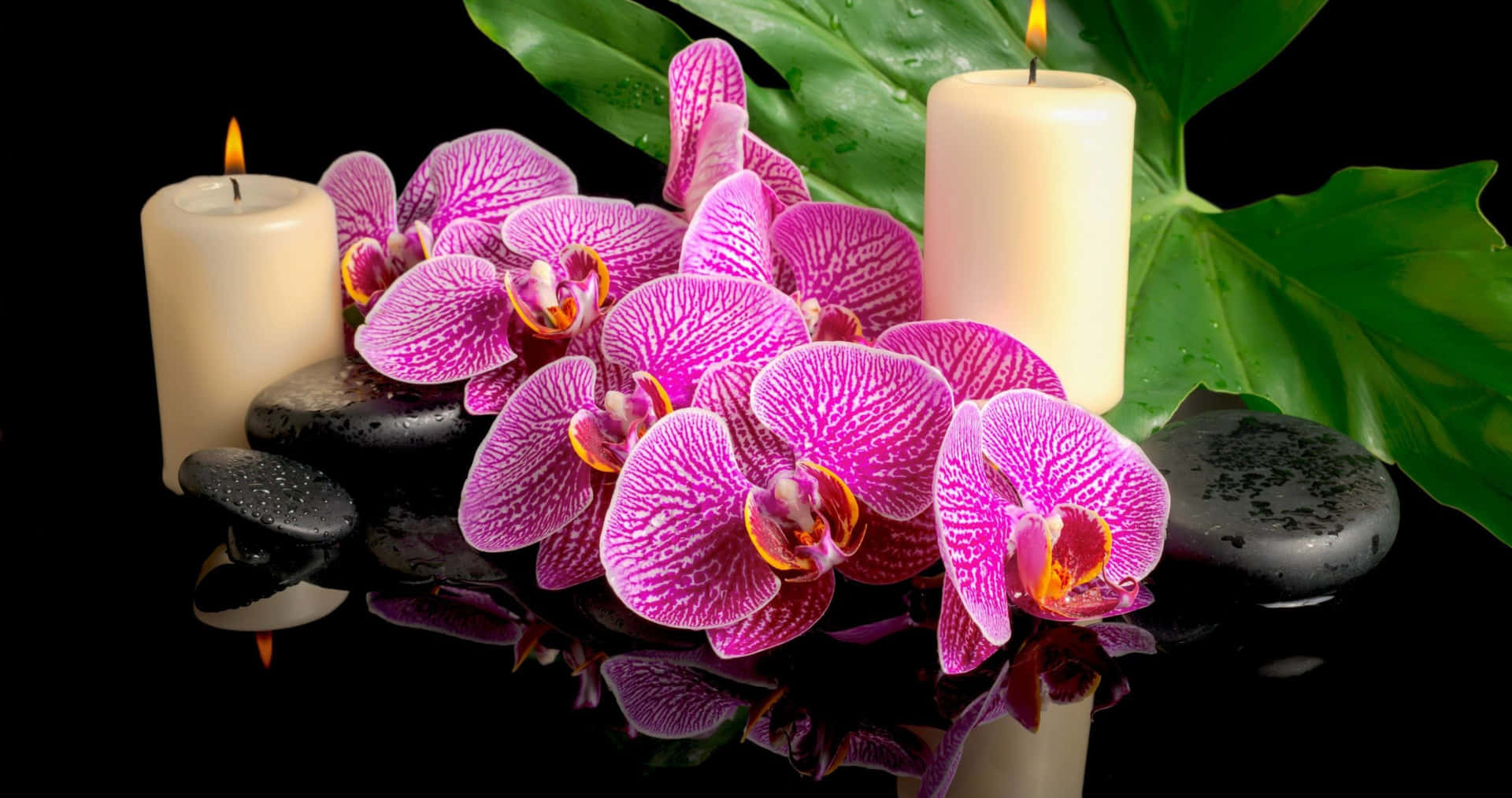 Enmagnifik Orkidé Blommar I Naturen