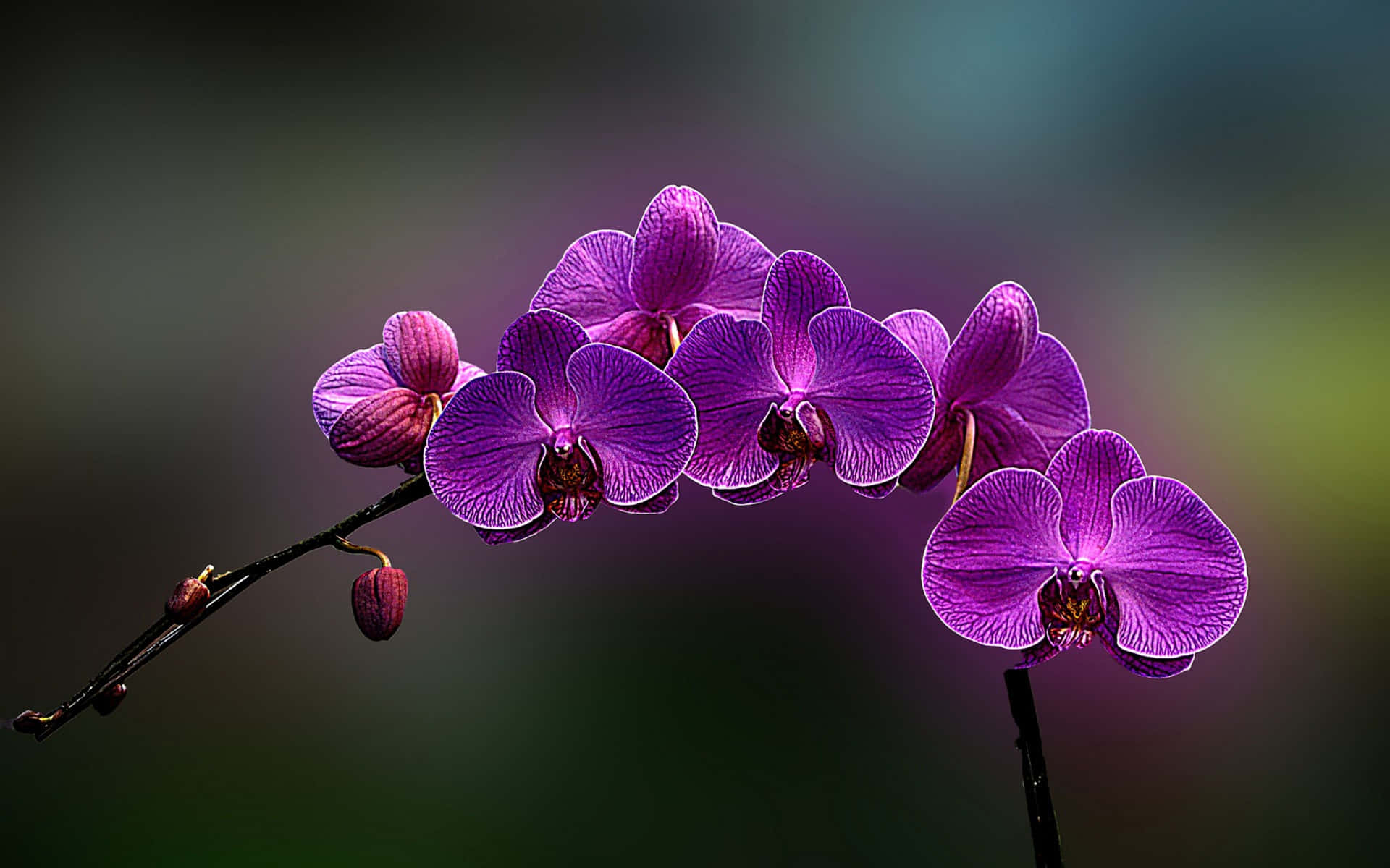 Sanftesblütenrosa Orchideen