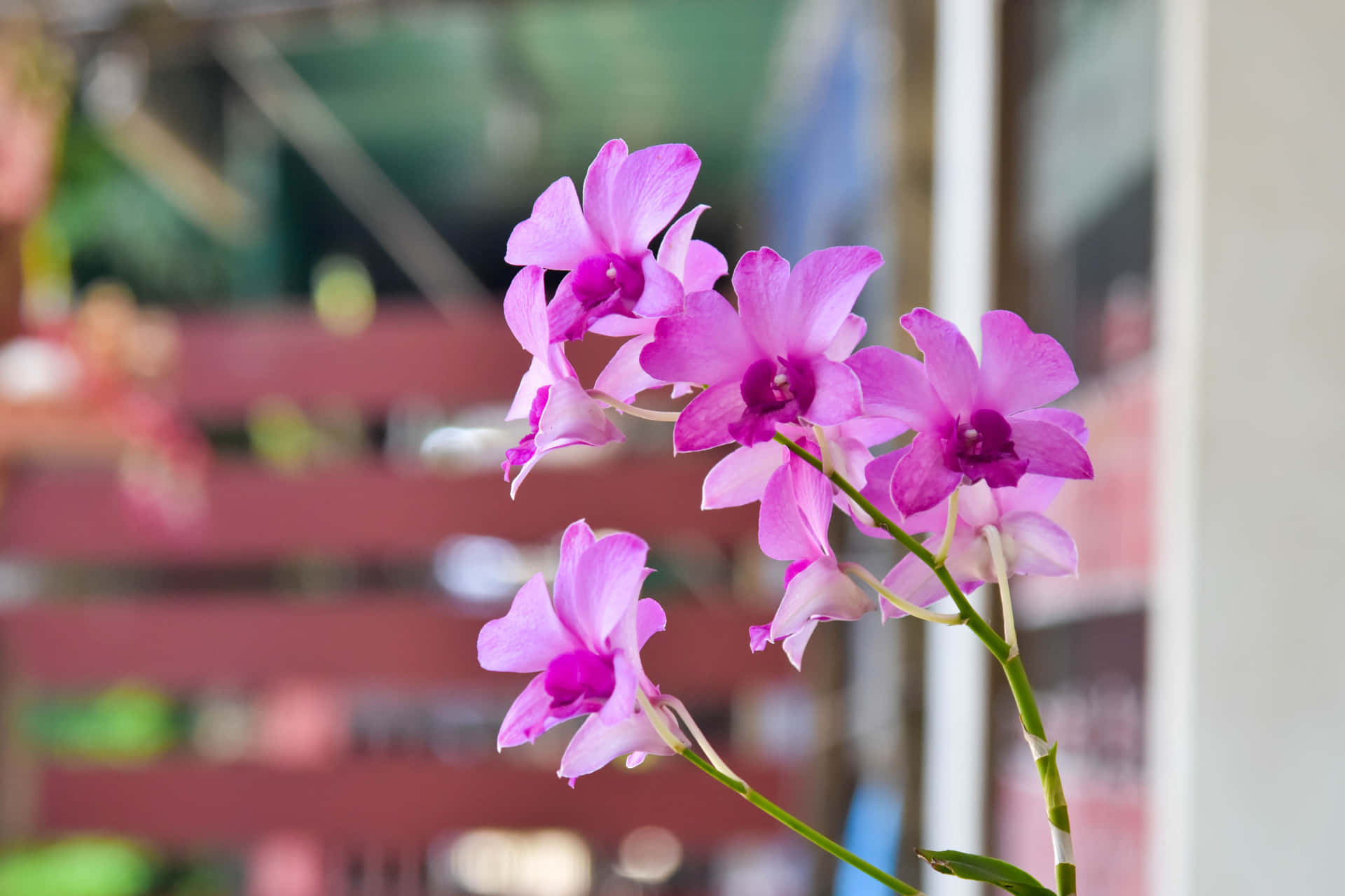 Einevielzahl Von Bunten Und Lebendigen Orchideenblumen