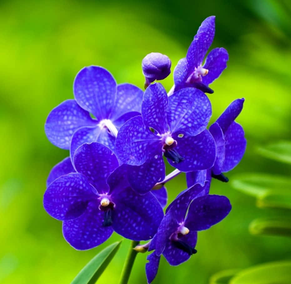 Vackralila Phalaenopsis-orkidéer I En Utomhusmiljö.