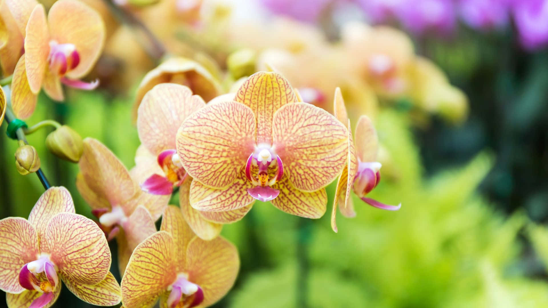 "The Beauty of Orchids"