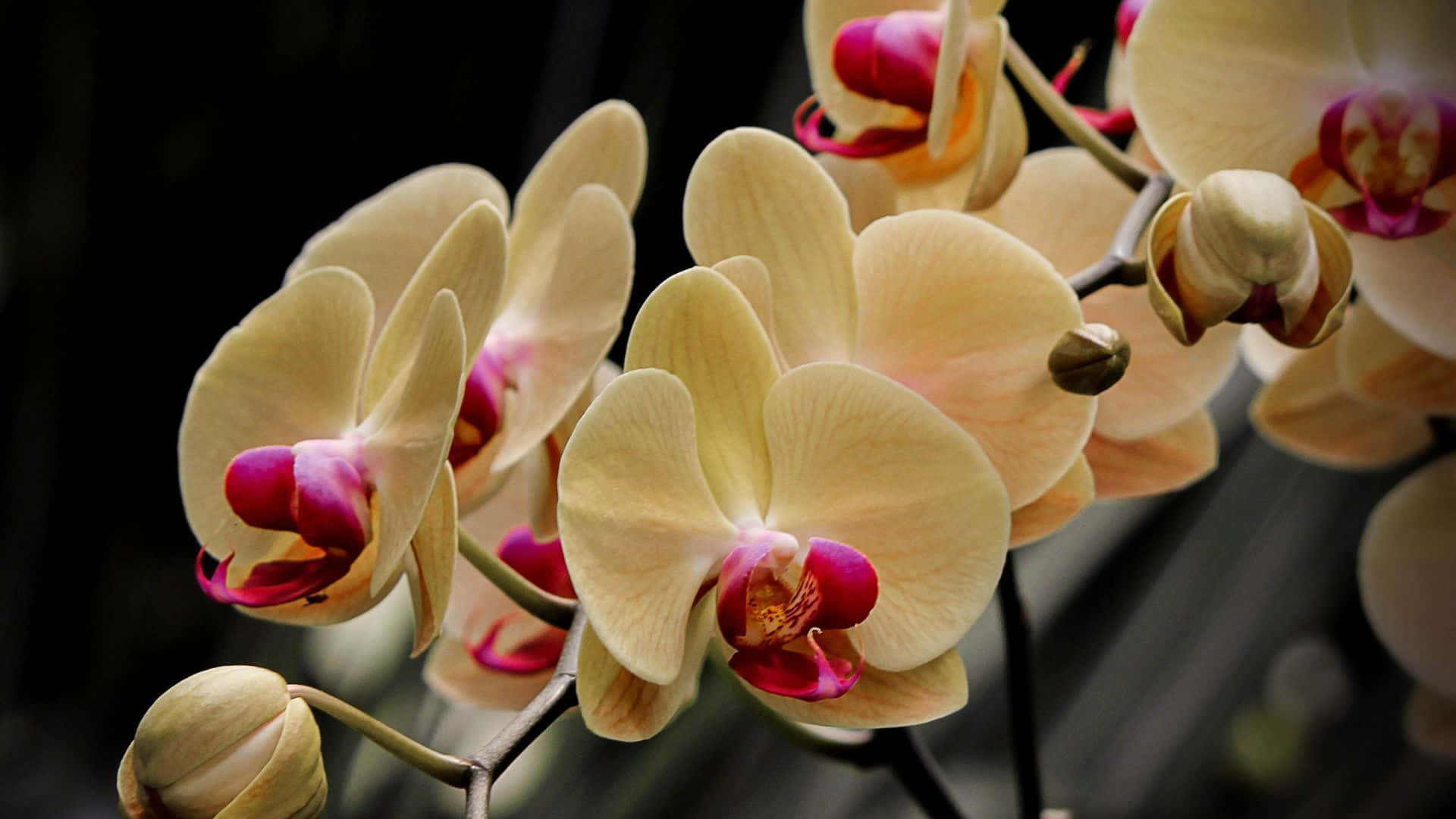 Einewunderschöne Orchideenblüte