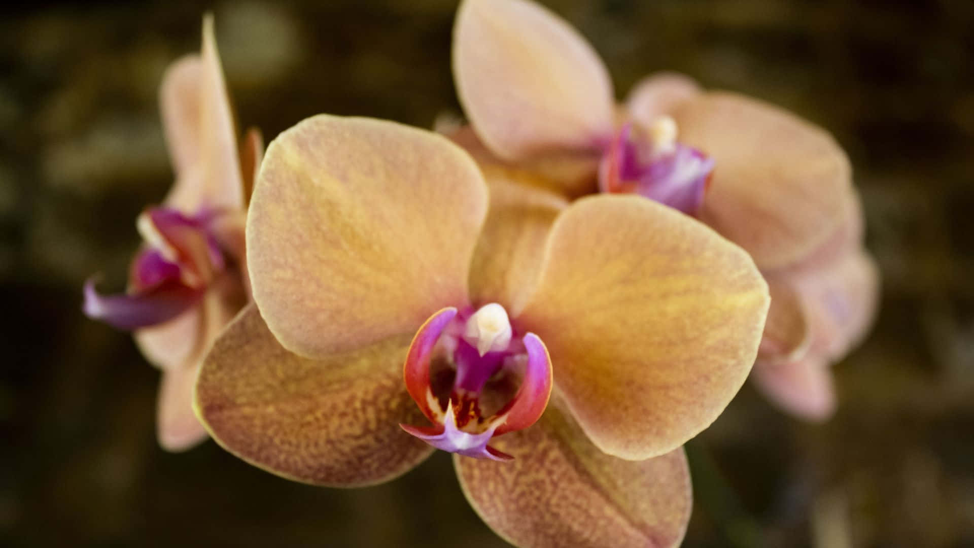 Vackralila Orkidéer Mot En Vit Bakgrund