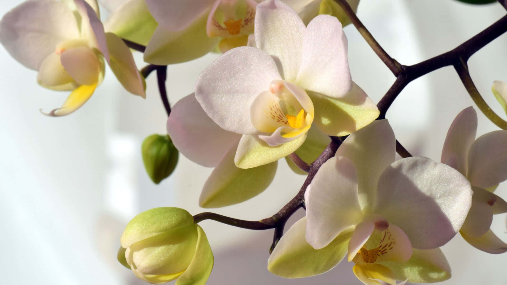 Denfridfulla, Iögonfallande Skönheten Hos Livfulla Orkidéer.