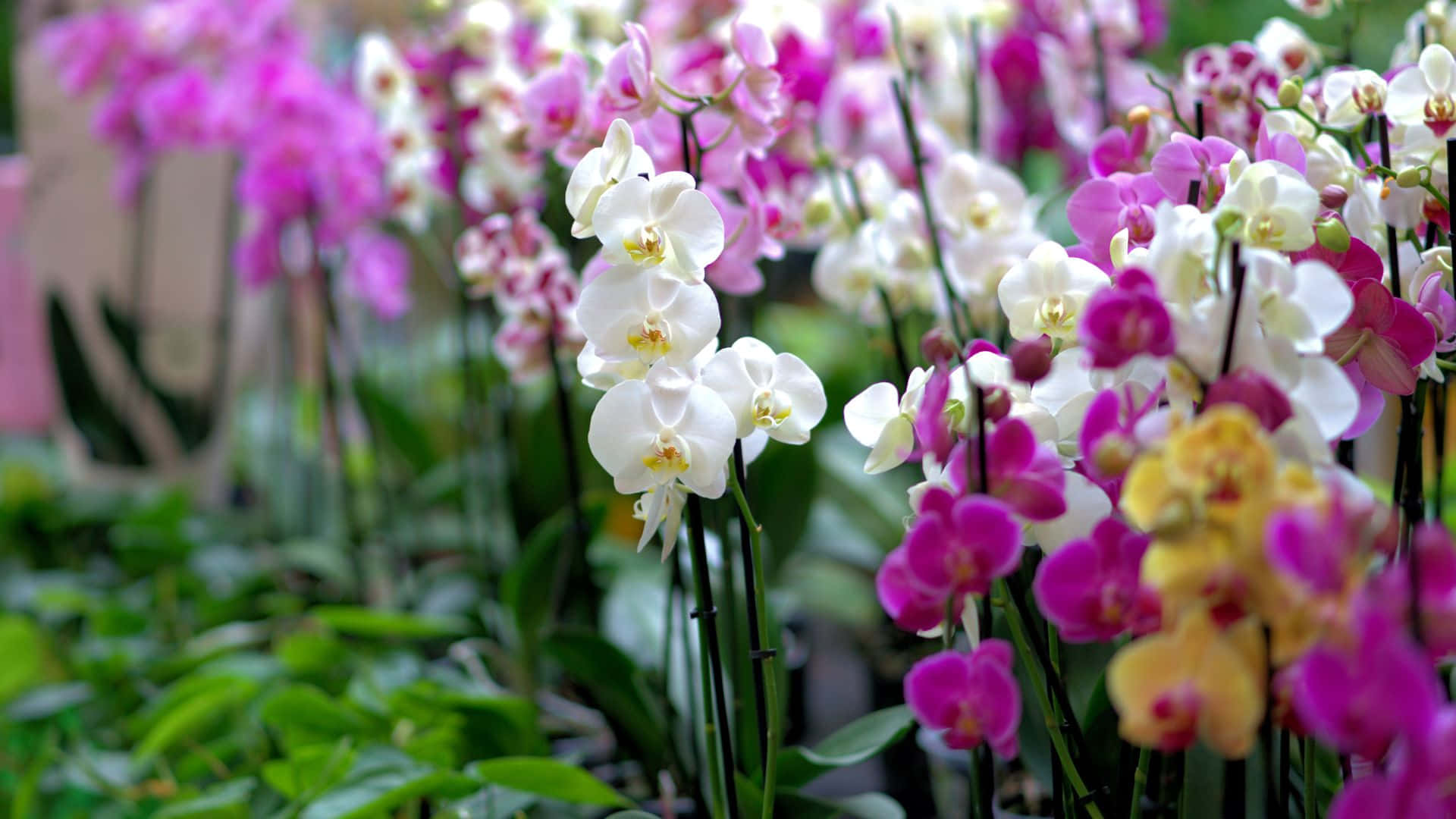 Einelebendige, Wunderschöne Orchideenblume Mit Weißen, Gelben Und Lila Blütenblättern.