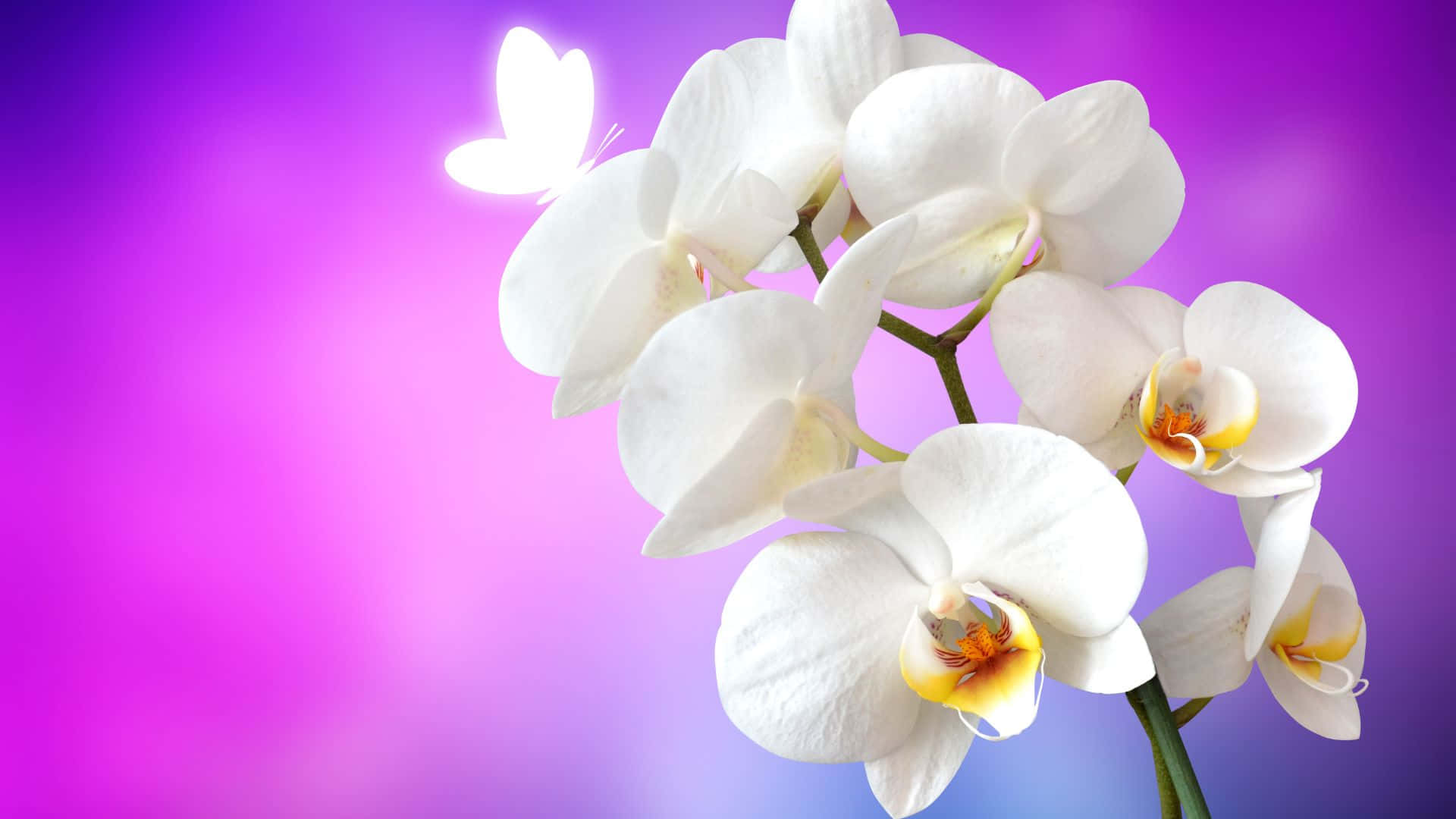 "A breathtakingly beautiful bouquet of multicolored orchids."