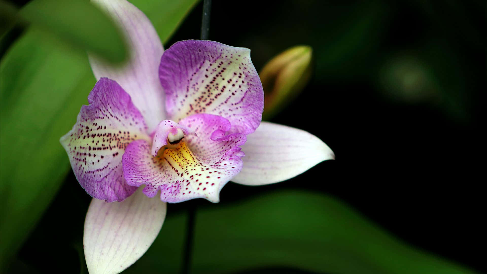 Hellepinke Orchideen Bilden Einen Wunderschönen Hintergrund.