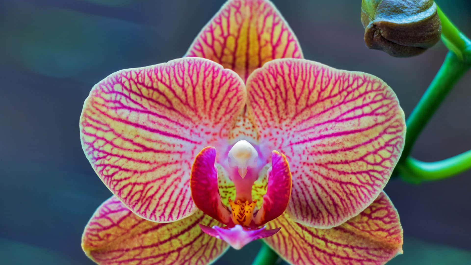 Unaflor De Orquídea Rosa Y Amarilla Está En Una Planta