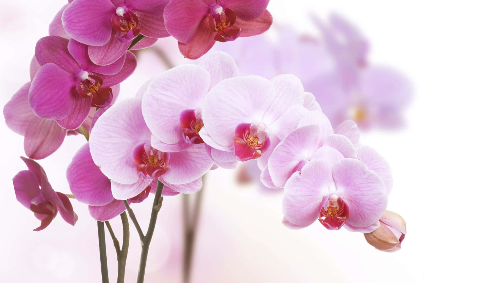 Colorful Orchids Arrangement - Bright and Beautiful