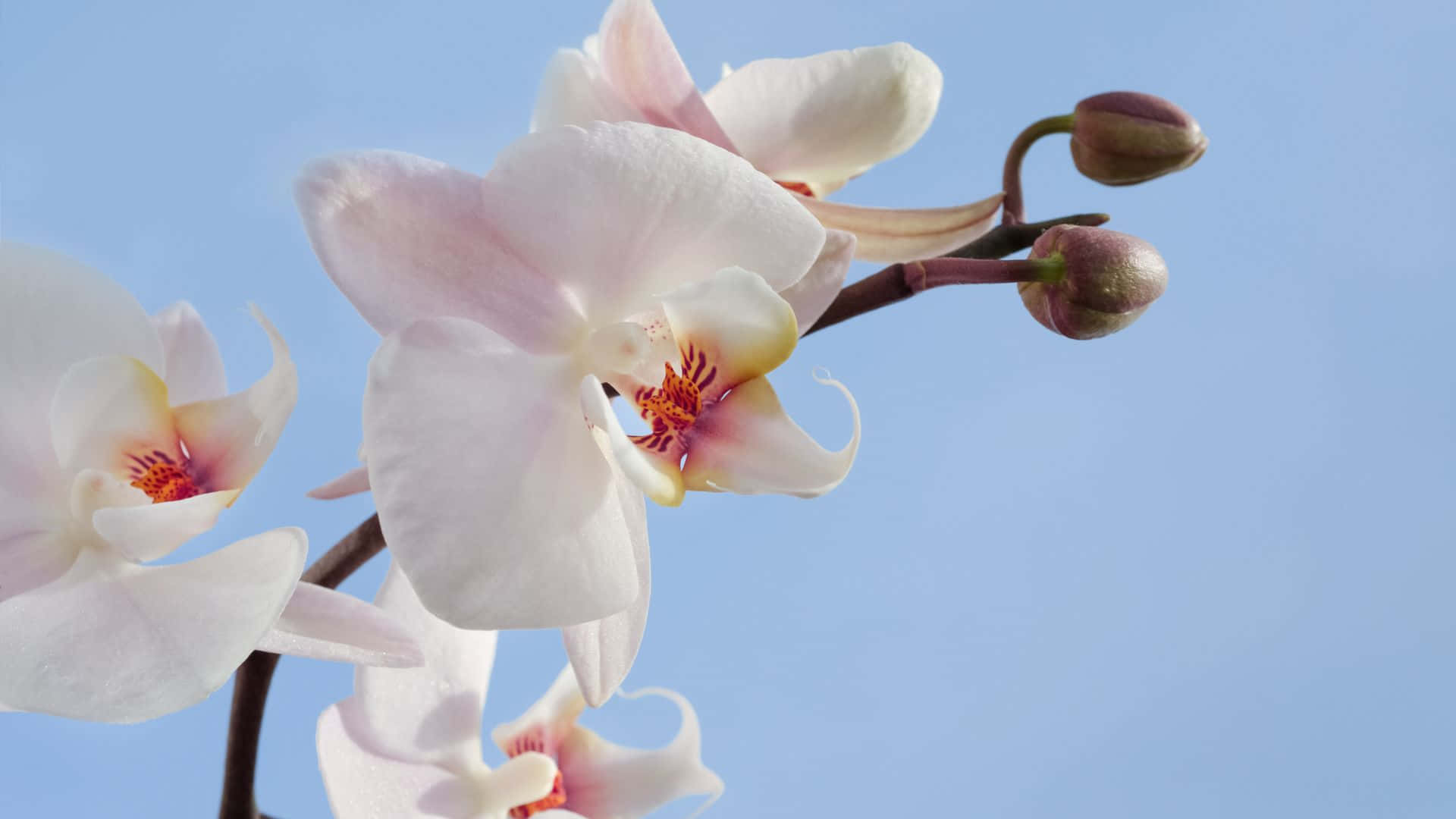 A White Orchid Flower Is Shown Against A Blue Sky