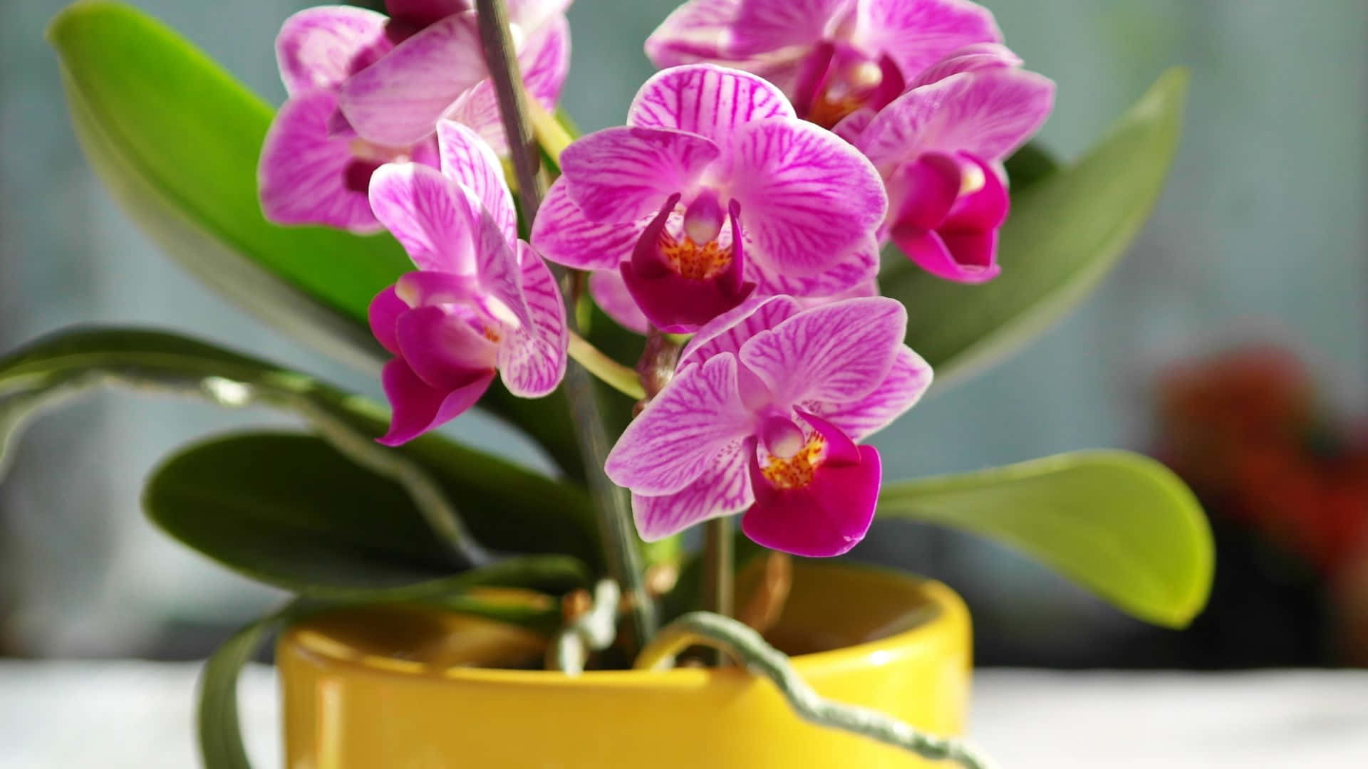 A Close up of an Orchid Flower