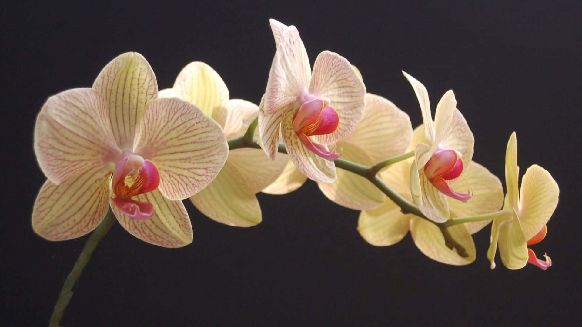 Hermosasflores De Orquídeas En Un Brillante Púrpura.