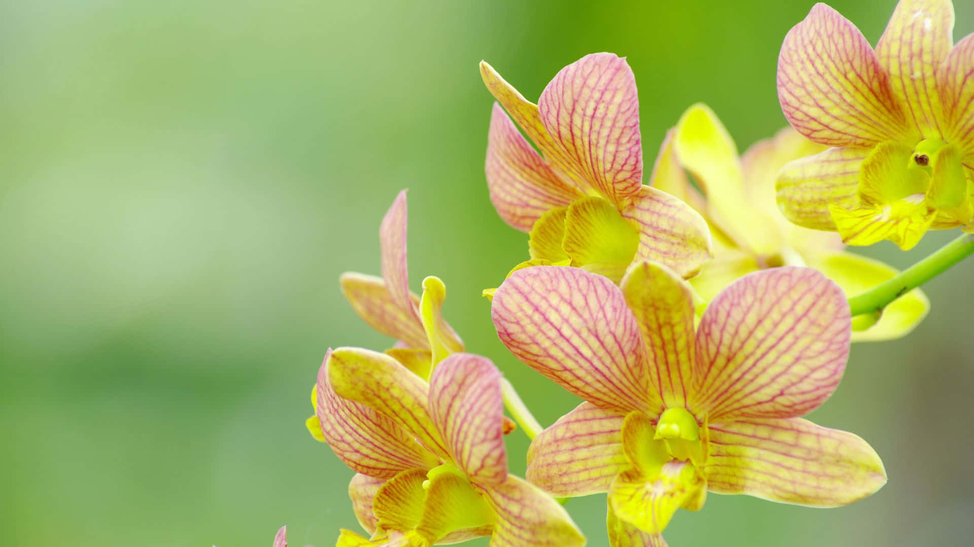 A Close Up Of A Yellow And Pink Orchid