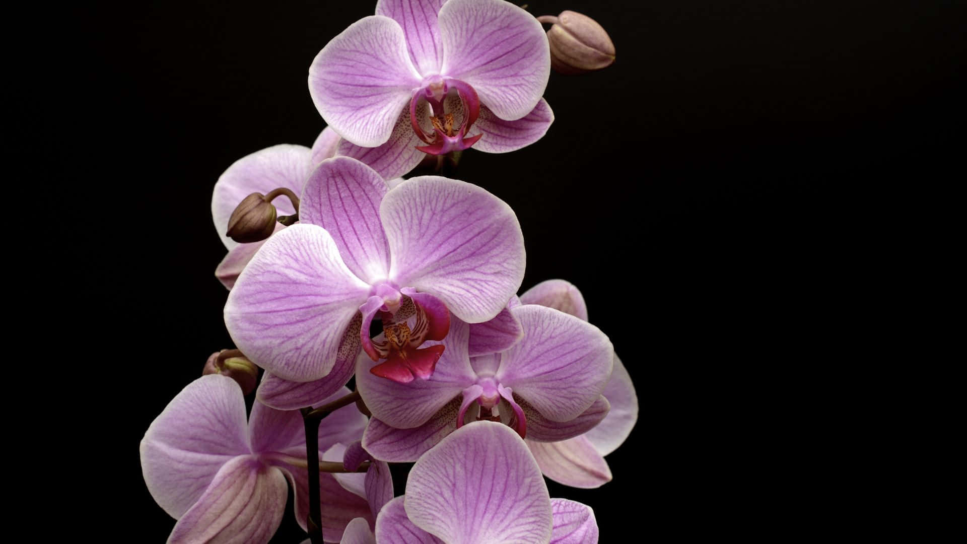A close-up of a beautiful orchid flower