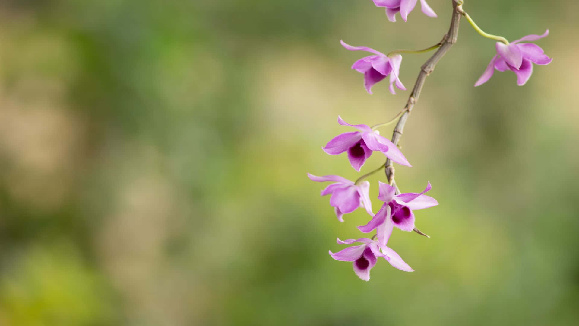 Enjoy the splendor of an orchid garden