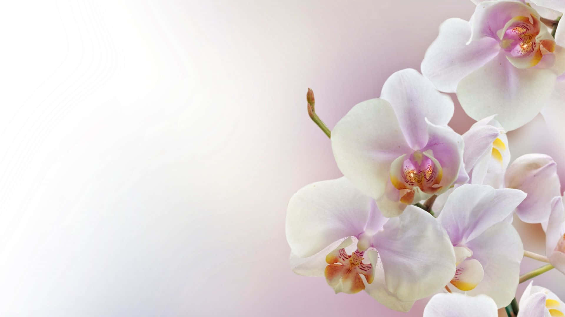 Get lost in the beauty of these exquisite white Orchids!