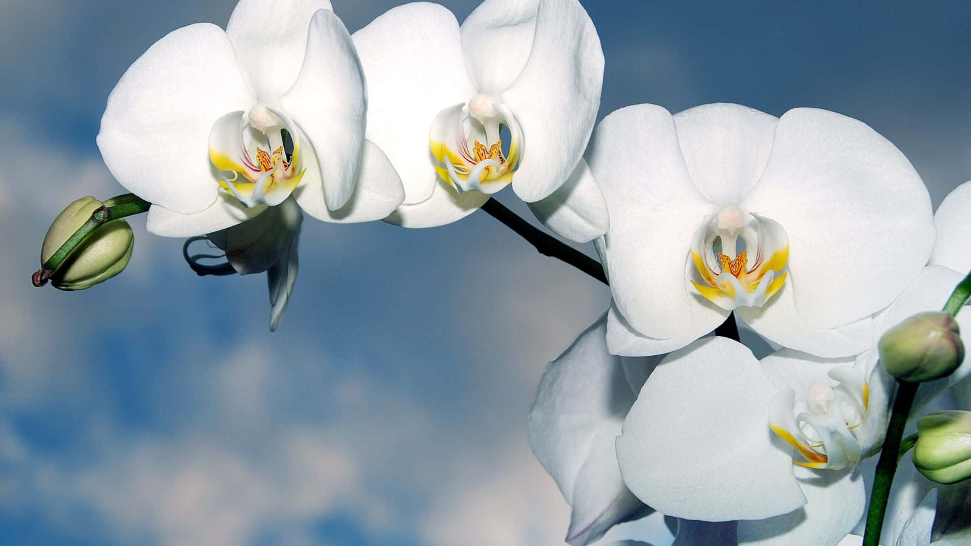 White Orchids Against A Blue Sky