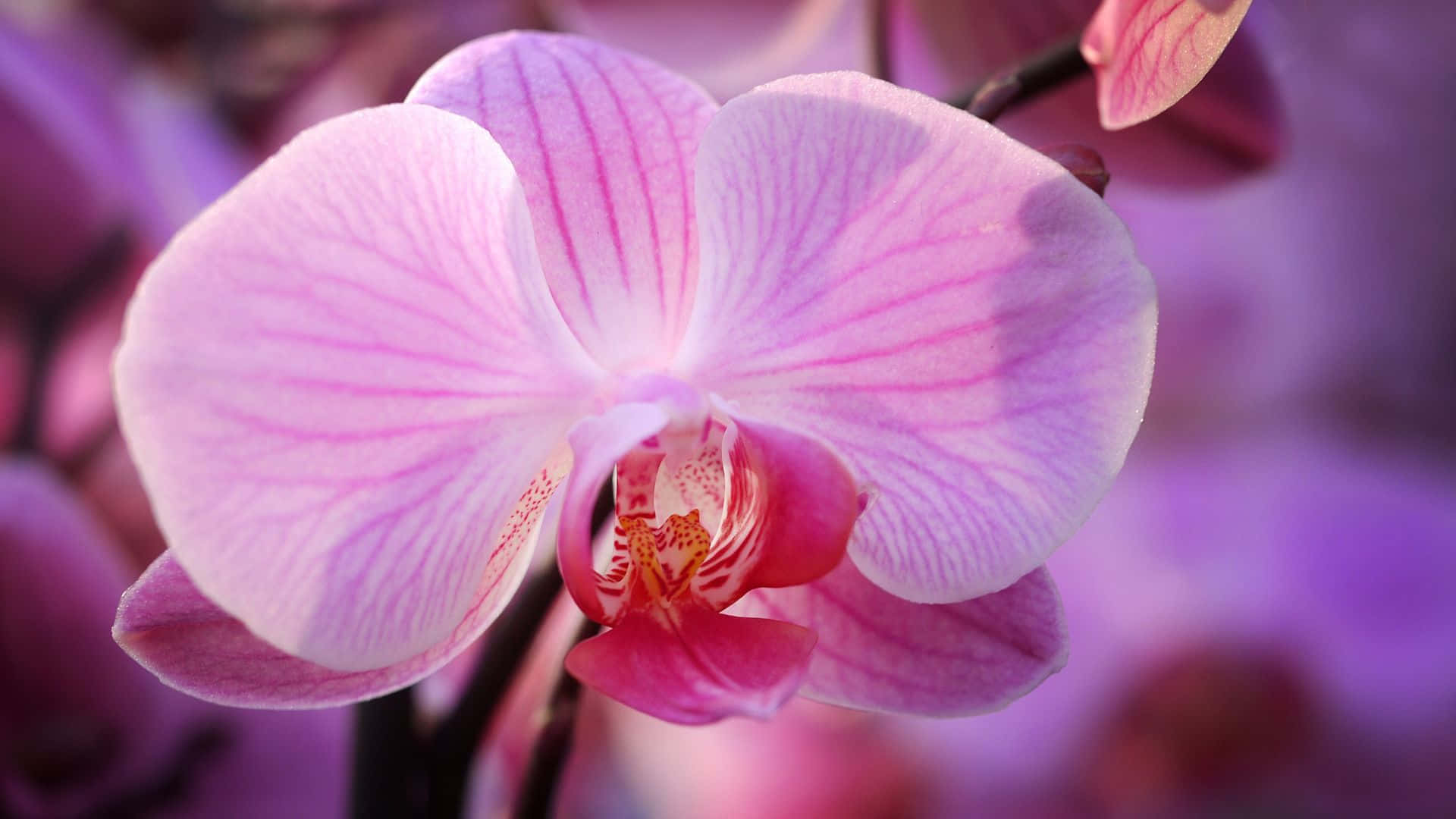 Smukkehvide Orkideer Med En Pletfri Baggrund.