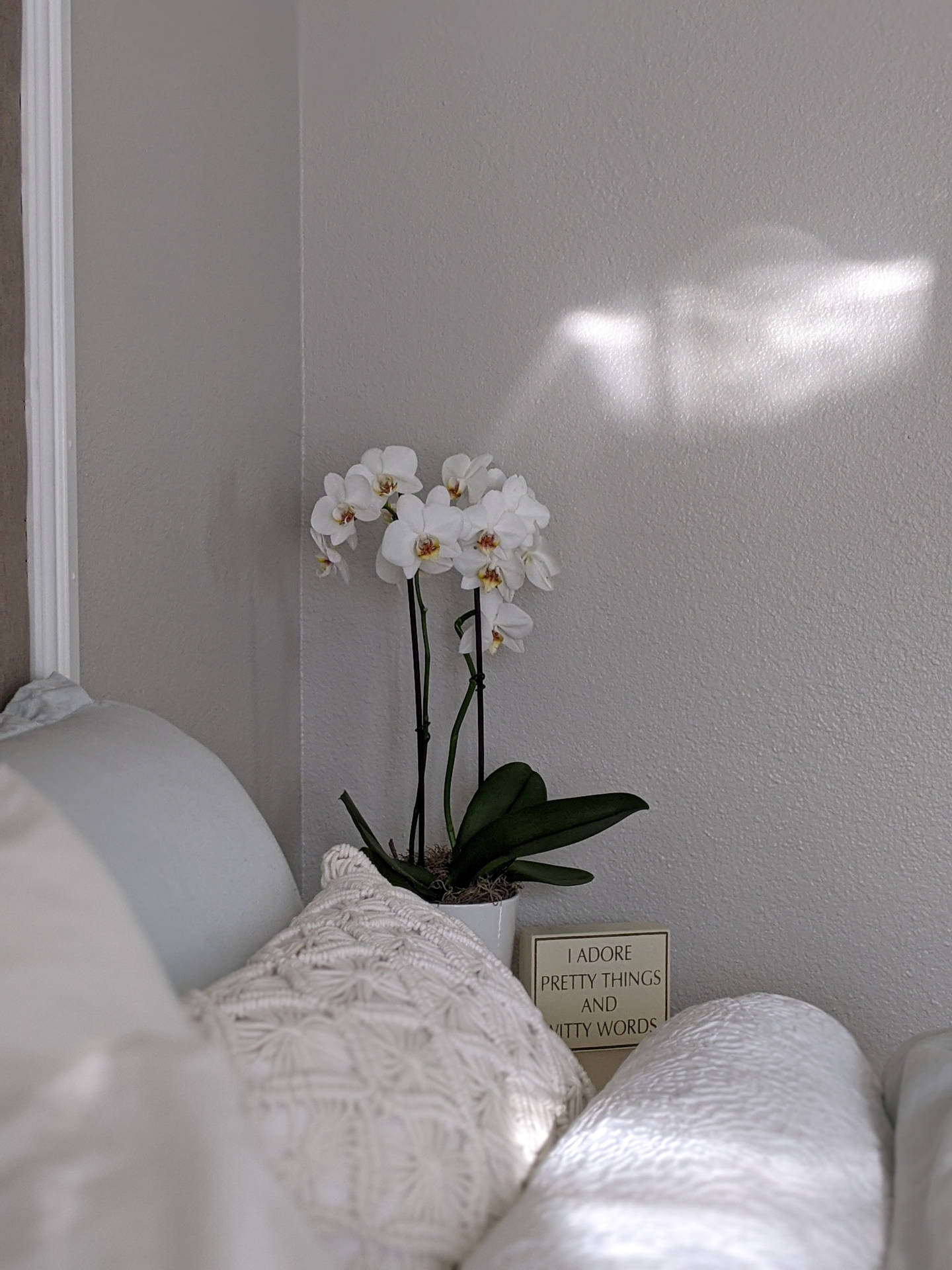 Orchids In White Room