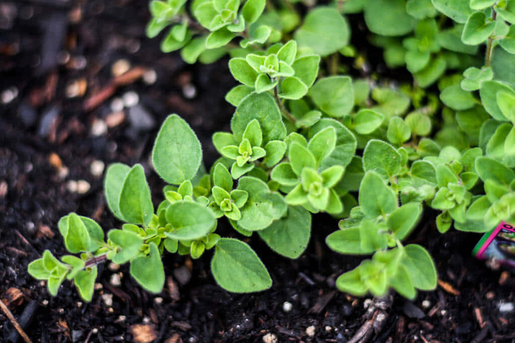 Growing Baby Oregano Plant Picture