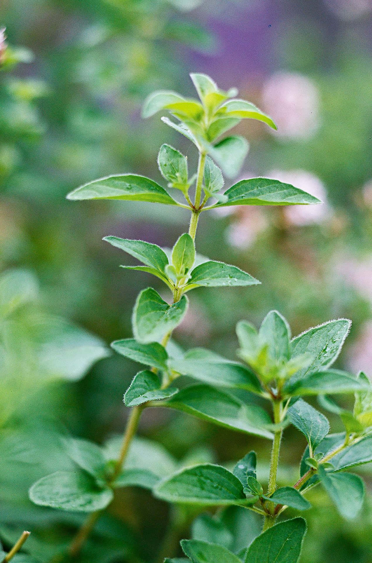 Lush Green Oregano Plant