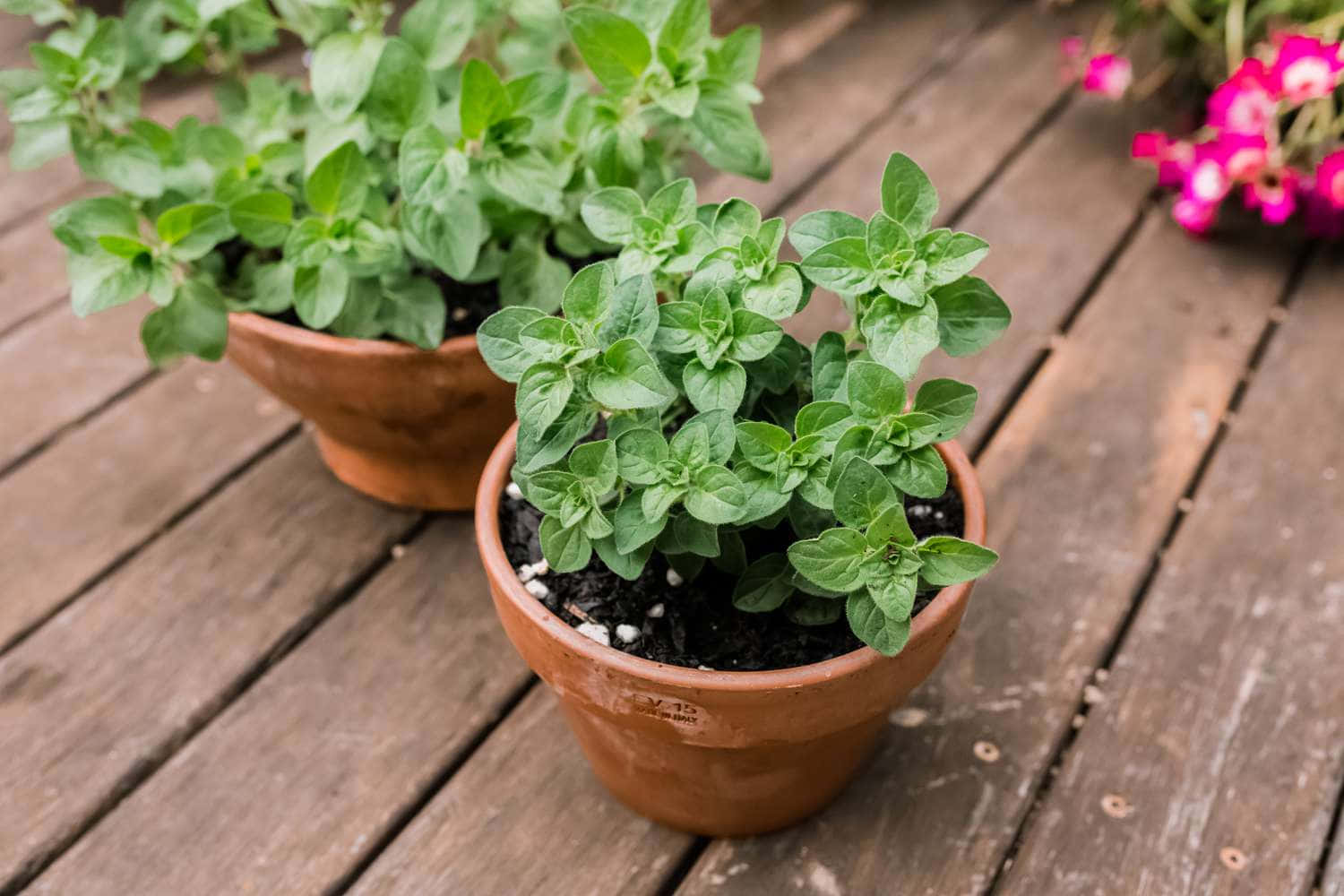 Little Pot Oregano Plant Picture