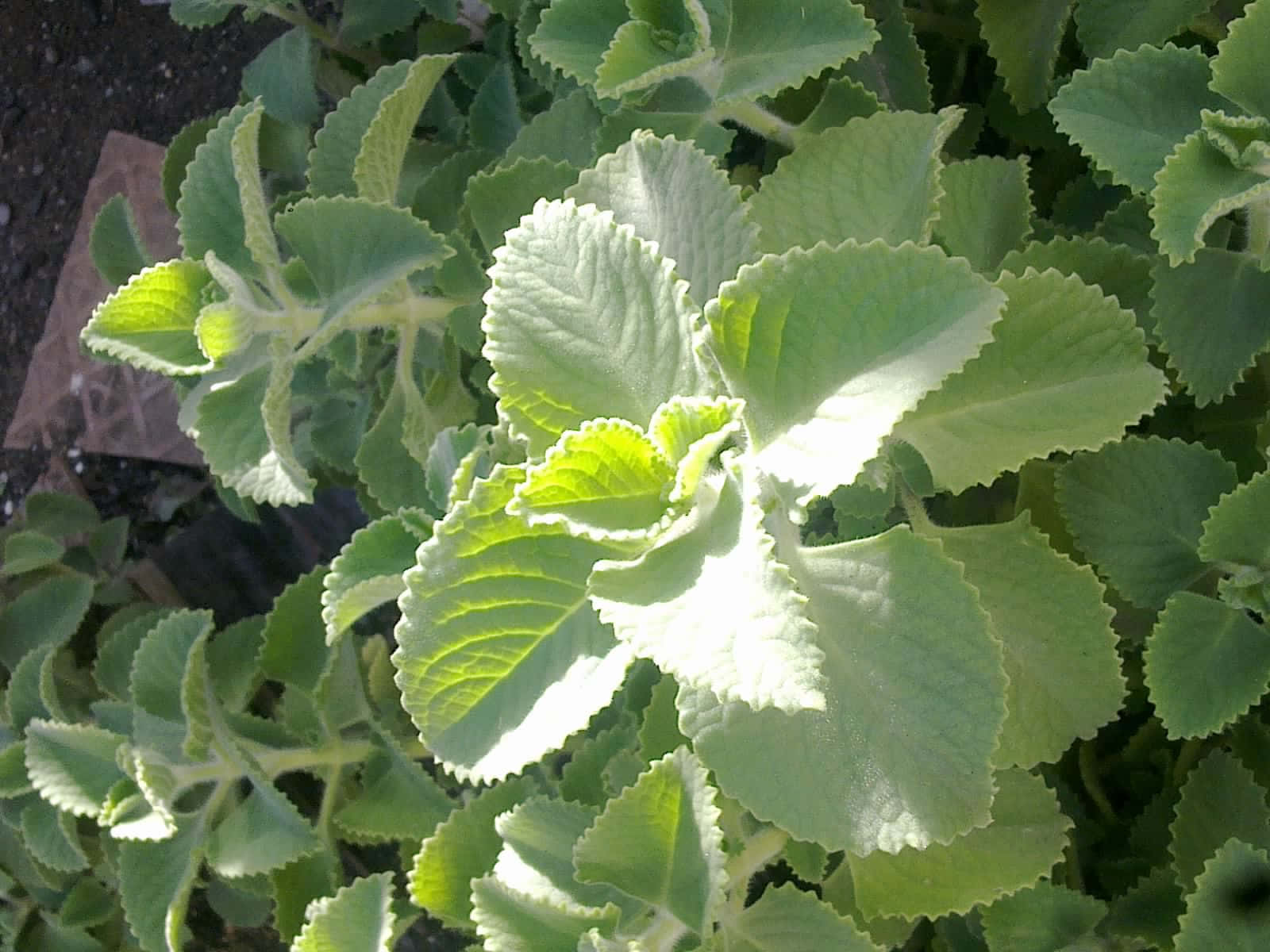 Oregano Plant Healthy Vibrant Picture