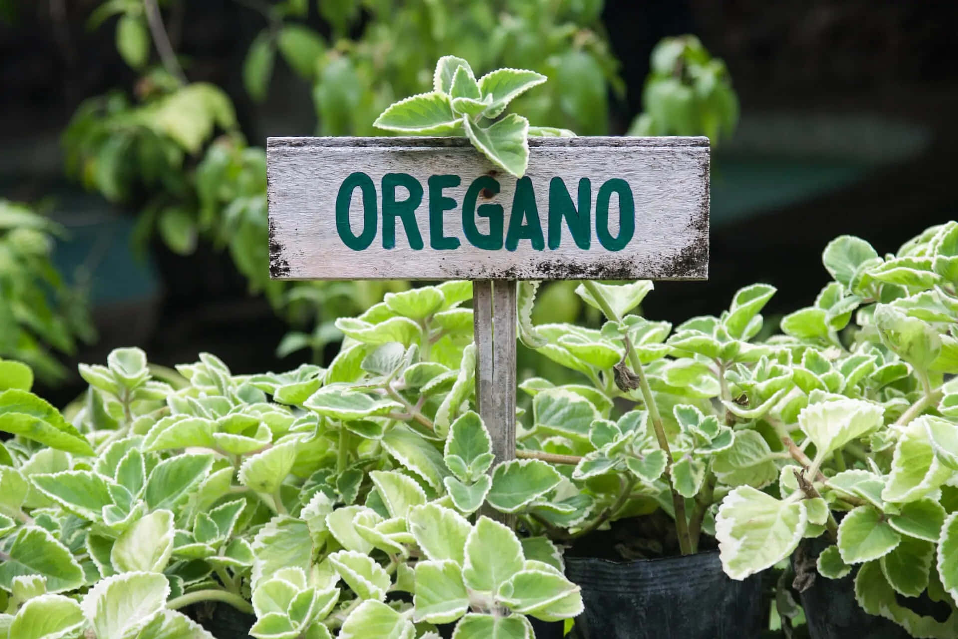 Cute Sign Oregano Plant Picture