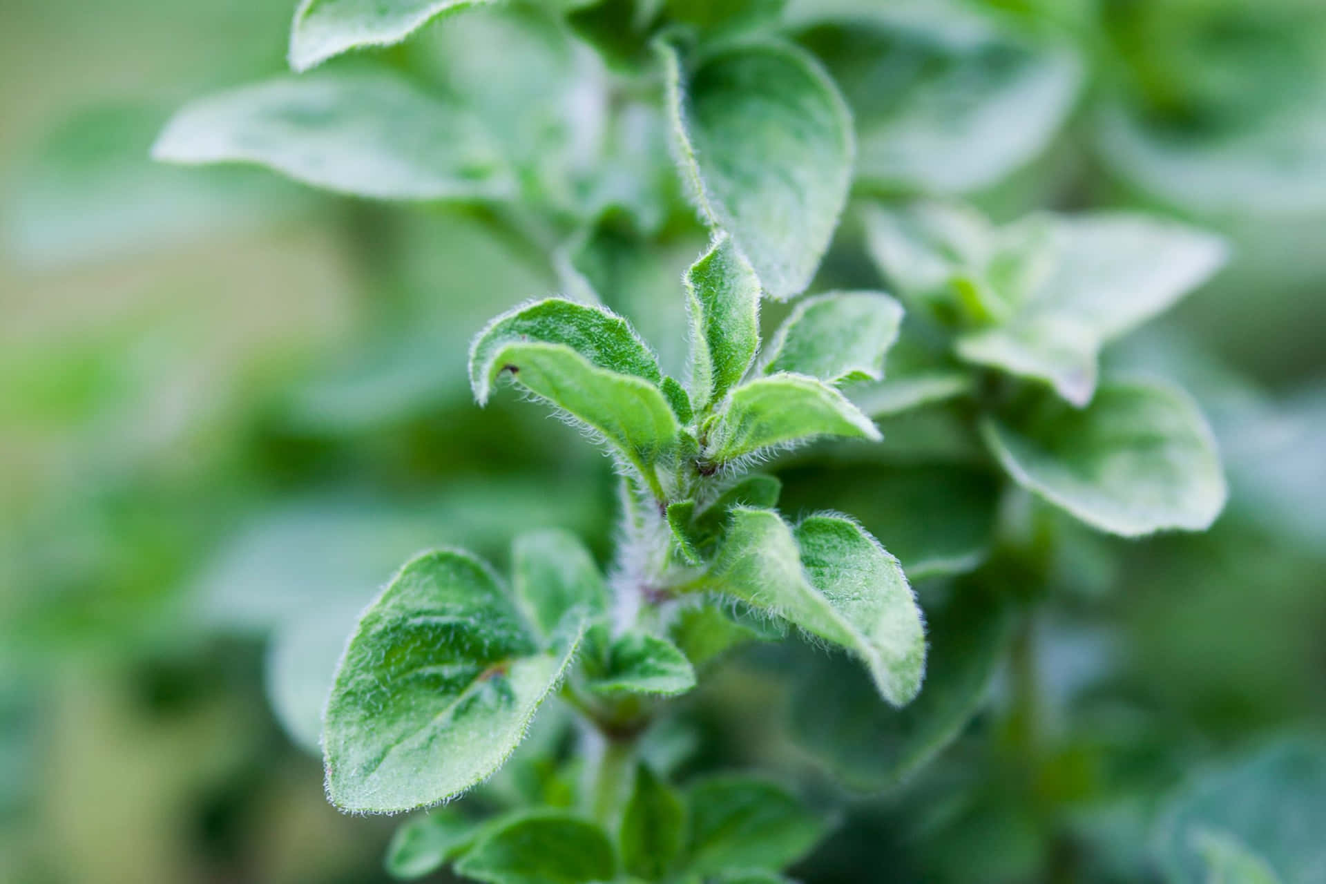 Oregano Plant Lovely Close Up Picture